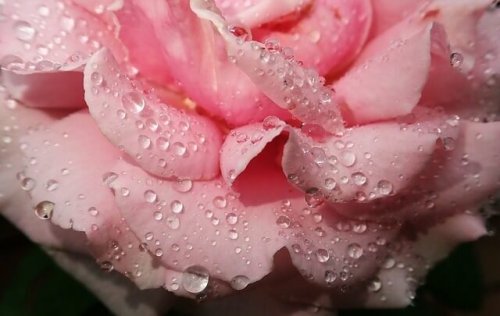 水滴のついたバラ